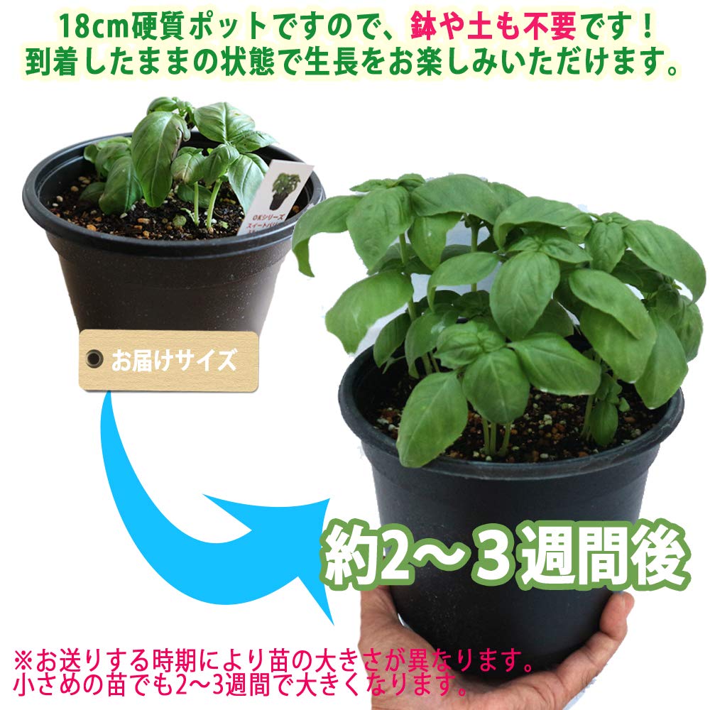 Amazon.co.jp: 「 Amazon.co.jp: 「