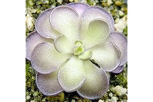 25 Rare Butterwort Plant Seeds Pings Pinguicula: Exotic Carnivorous Succulent for Home Decor