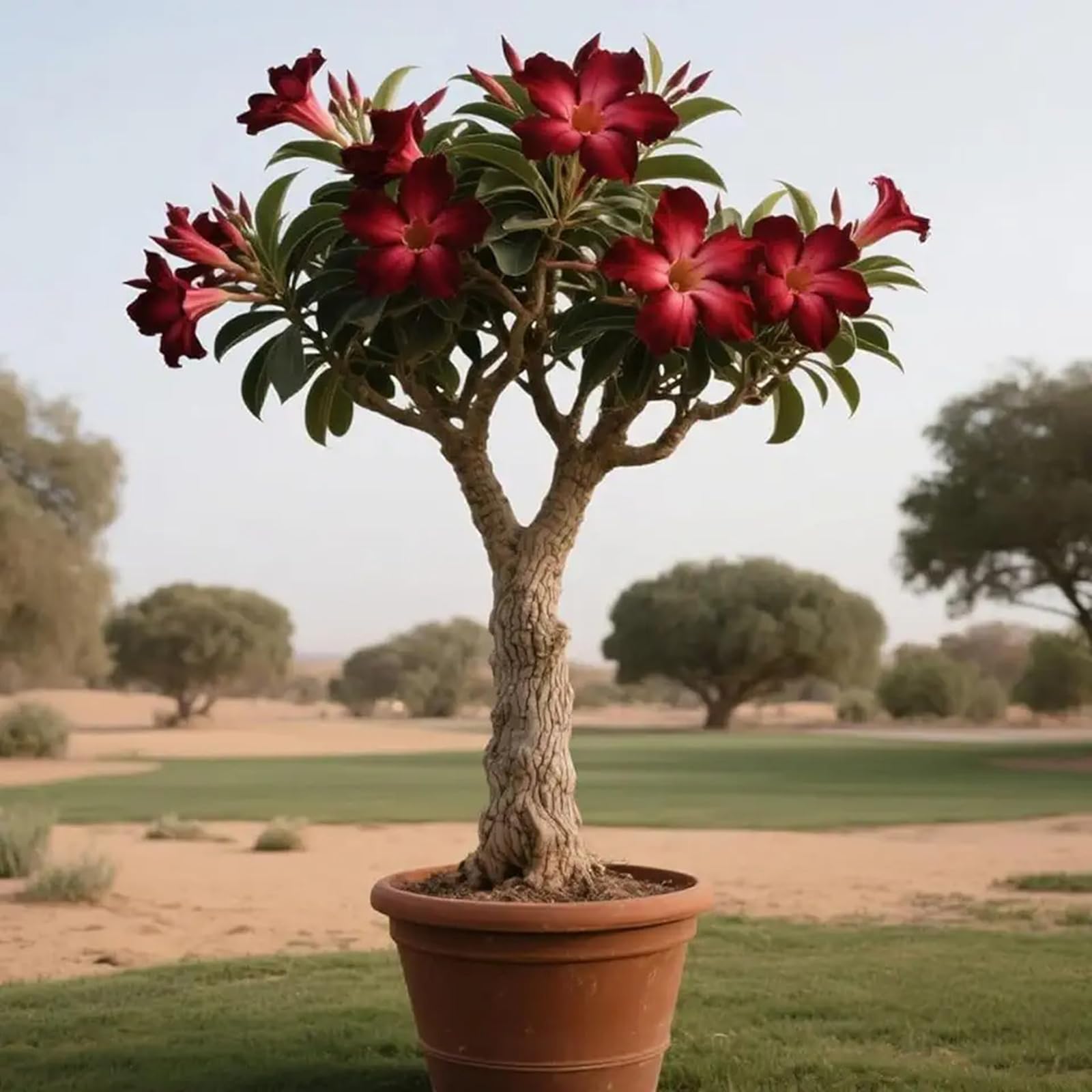 Hardy Perennial Desert Rose Planting Seeds-(Adenium Obesum), Professional for Beautiful Garden Displays-20-F