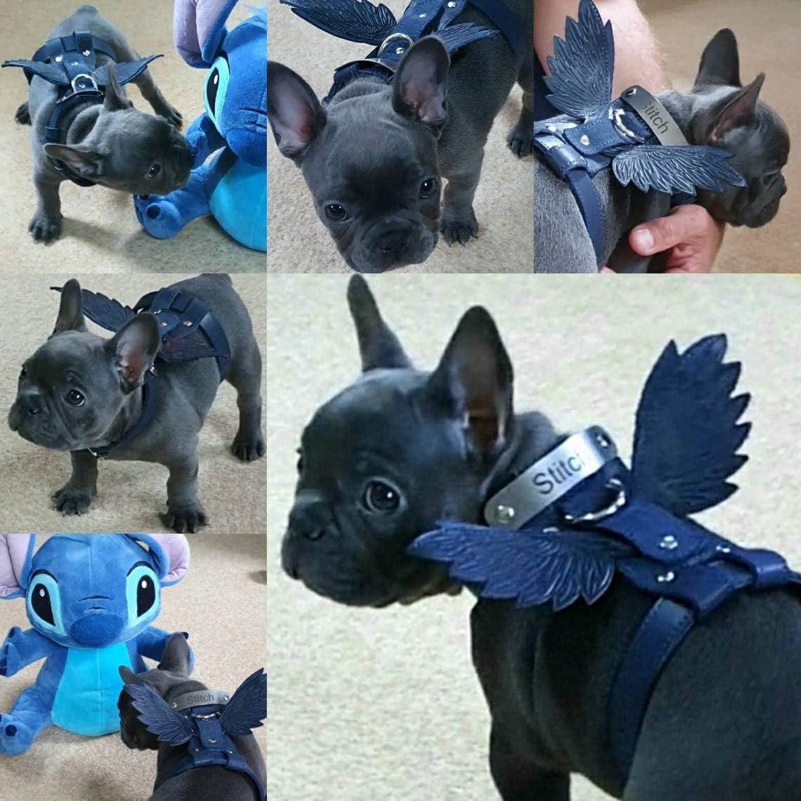 Pohvalin Leather dog harness with tag, dog collar with wings