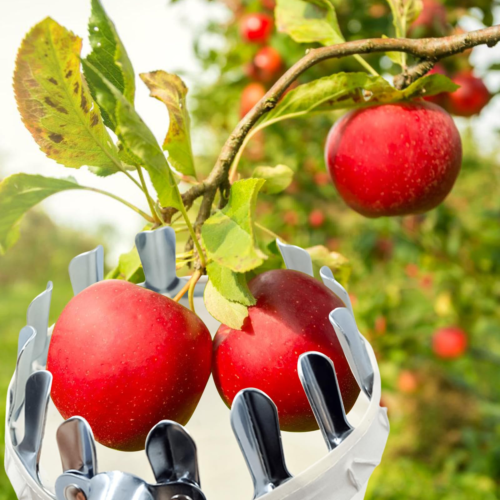 Raccogli frutta, diametro 16 cm, con manico telescopico fino a 160 cm, aiuto per la raccolta di frutta con sacchetto di cotone, raccolta di prugne, raccolta di pere, facile da montare