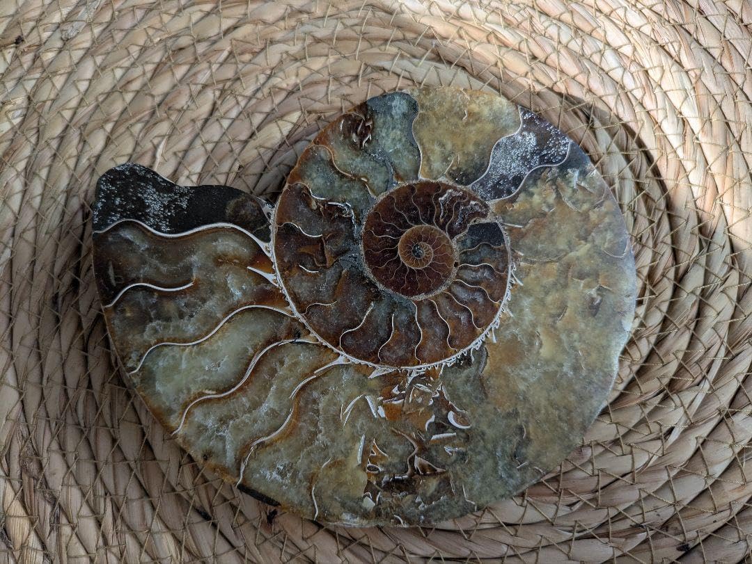 激安大特価，定番人気 化石 標本 天然石 等おまとめ アンモナイト 貝 魚 骨 歯 ダクチリオセラス バキュテリス ジュラ紀 白亜紀 古生物 凡地学研究社 □ 73677-14