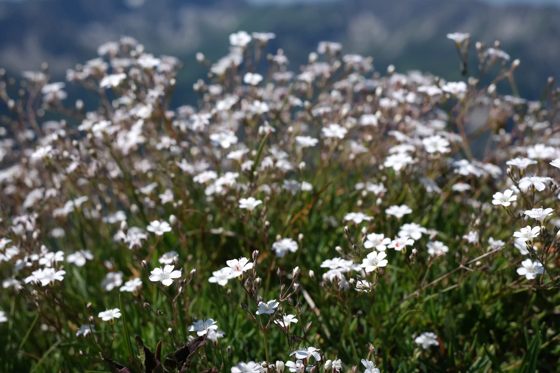 Dianthus deltoides 'Albus' 100 Seeds - Perennial, groundcover