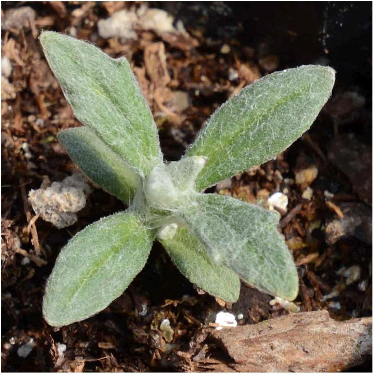 Everwilde Farms - 1 Oz Oregon Sunshine Native Wildflower Seeds - Gold Vault