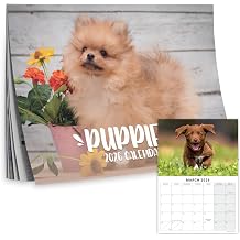 2027 Wall Calendar A4 Cute Puppy Photos Planner Month to View A3 When Open