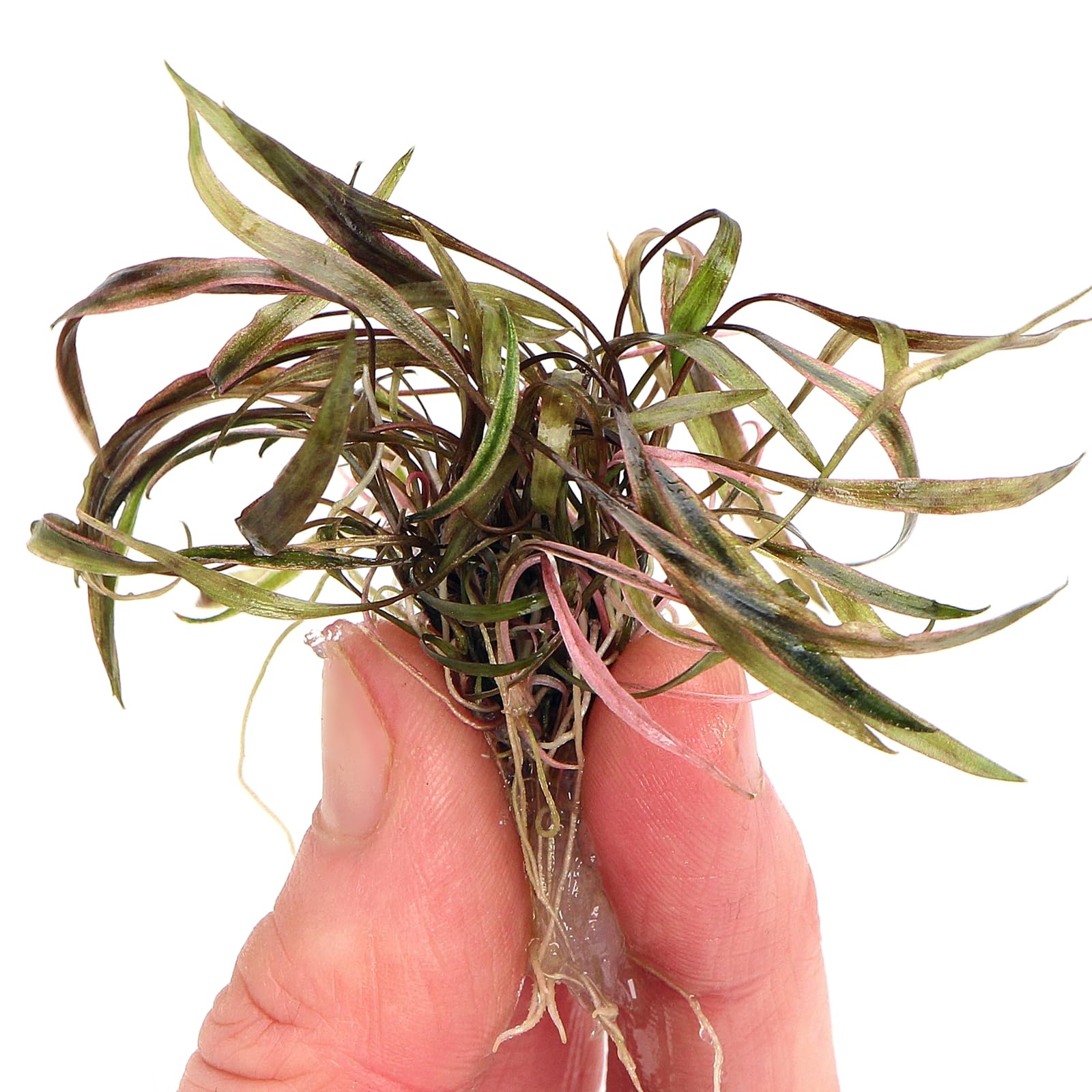 K2AQUA Cryptocoryne Nuri Rare Live Aquarium Plant Foreground Midground Freshwater Tropical Tank
