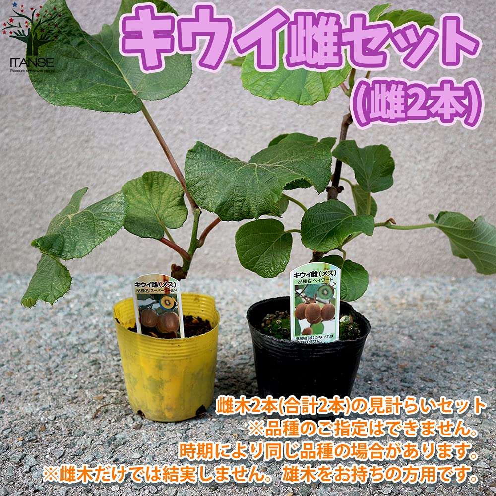 Amazon.co.jp: 美味しいキウイの苗木 雌木2本セット【品種で選べる果樹