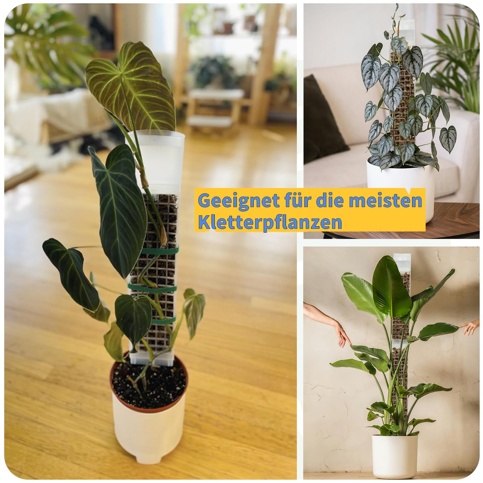 BDHHFAM Asta Di Muschio Autoirrigante A Forma Di D, 4 X 44 Cm, Stabile Supporto Per Piante Da Appartamento, 150 Cm, Per L'allenamento Di Piante Che Si Arrampicano Verso L'alto (4, Bianco