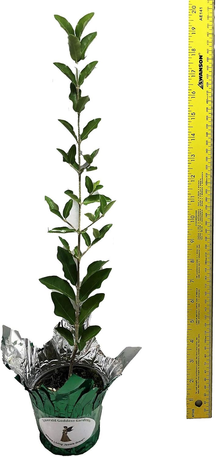 Barbados Cherry - Malpighia glabra- Live Tree Plant - Red Edible Fruit - Pink Flower- Emerald Goddess Gardens - Starter Sz 4 Inch Pot