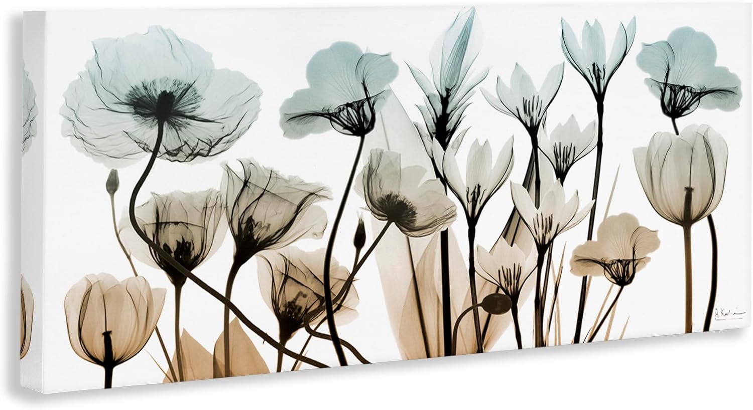 Stupell Industries Mixed X-Ray Flowers Canvas Wall Art by Albert Koetsier