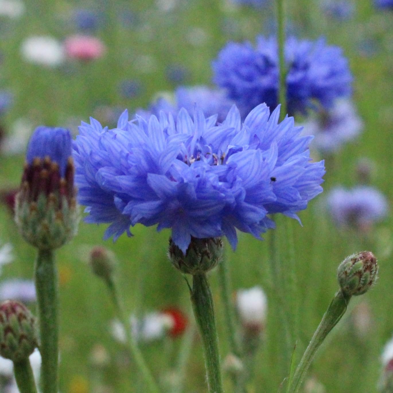 PREMIER SEEDS DIRECT - Cornflower Centaurea CYANUS Blue BOY 1000 Seeds - Certified Organic