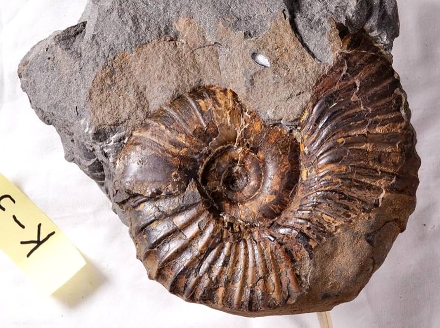 国産化石 アンモナイト 250919－2 展示室1【白亜紀の世界