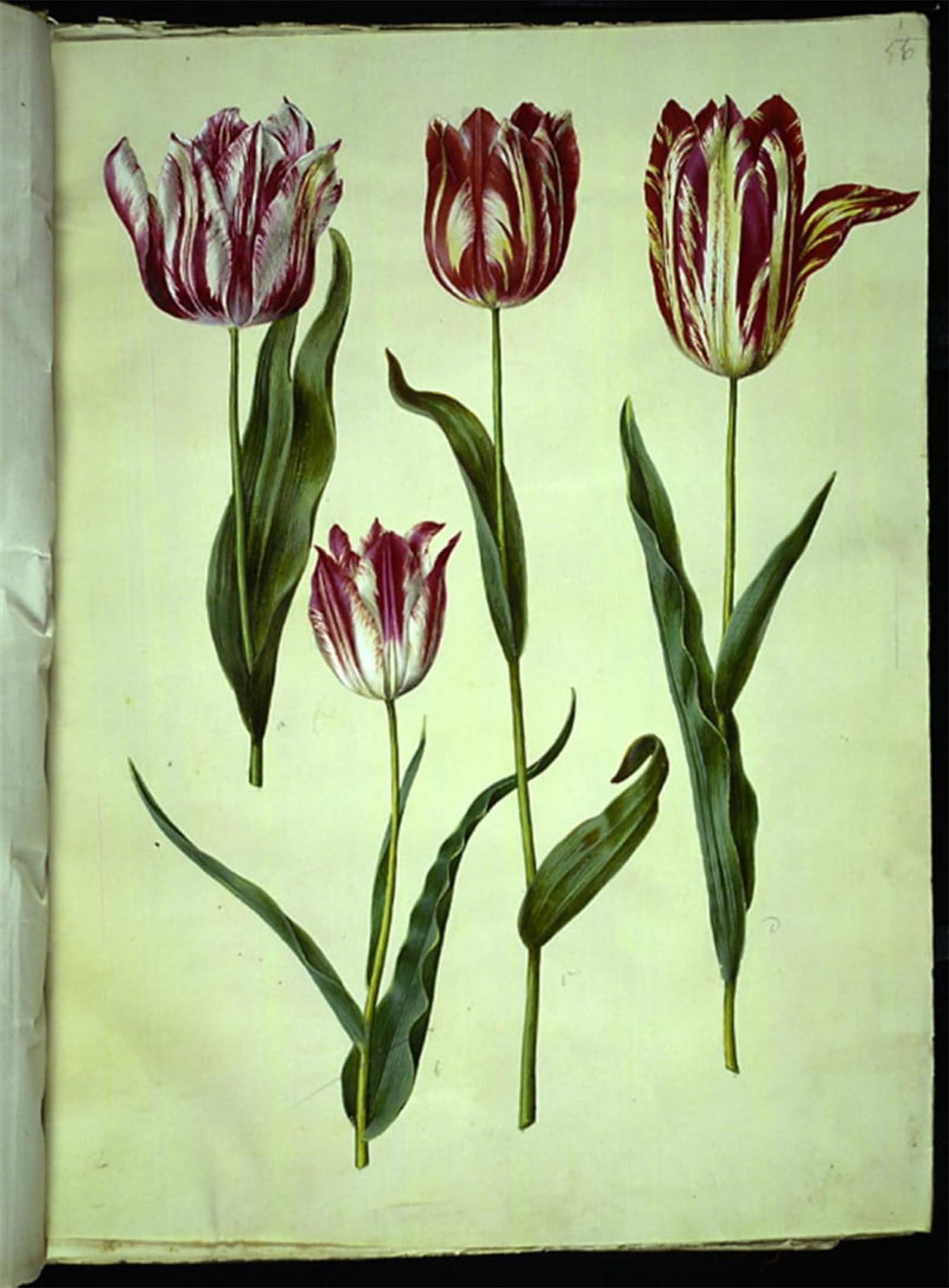 POSTERIIk Vintage Art Print Images Pictures Print Tulipa Gesneriana by Hans Simon Holtzbecker Modern Colour Posters for Office Home Decor 60x90cm