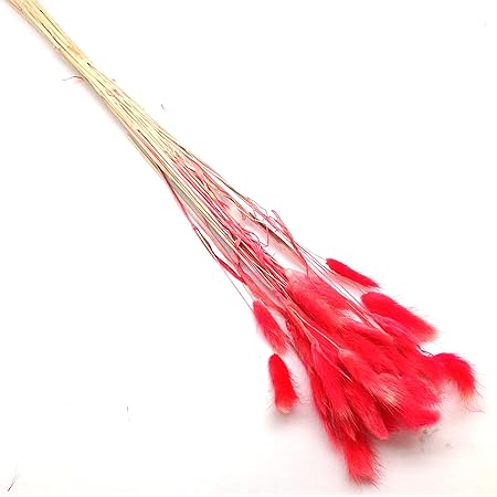 PEPPERLONELY 30pc Natural Dried Flower Colorful Lagurus Ovatus Uraria Picta Rabbit Tail Grass Bouquets Bunches Home Decoration 16 Inch, Red