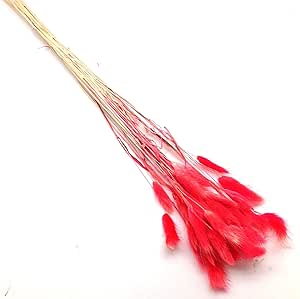 PEPPERLONELY 30pc Natural Dried Flower Colorful Lagurus Ovatus Uraria Picta Rabbit Tail Grass Bouquets Bunches Home Decoration 16 Inch, Red