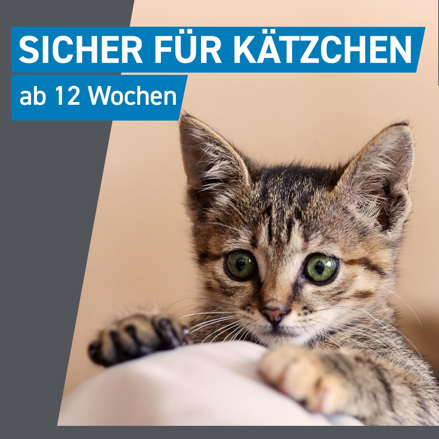 FRONTLINE Spot ON Katze gegen Zecken, Flöhe & Haarlinge - für alle Größen | 6+3 Pipetten (2er Pack) für bis zu 9 Monate Schutz - einfache Anwendung, gute Verträglichkeit - wasserfest