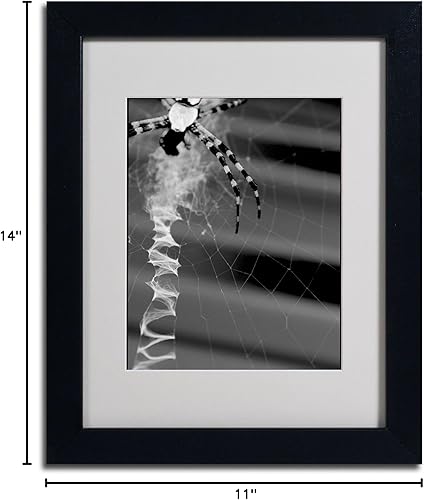 Miniatura 6 de Trademark Fine Art Patty Tuggle - Arte enmarcado de araña y telaraña en blanco y negro con marco negro, 11 x 14 pulgadas