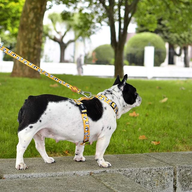 Foto 2 de 3 de DASHI Snooze Leash Extra Small