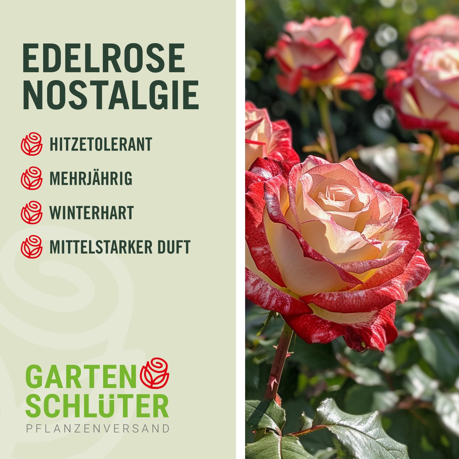 Edelrose Nostalgie® - Mittelstark duftende Rose mit zweifarbiger Rosenblüte in rot & creme-weiß - Winterharte nostalgische Edelrose im 5 Liter Container von Garten Schlüter - Pflanzen in Top Qualität