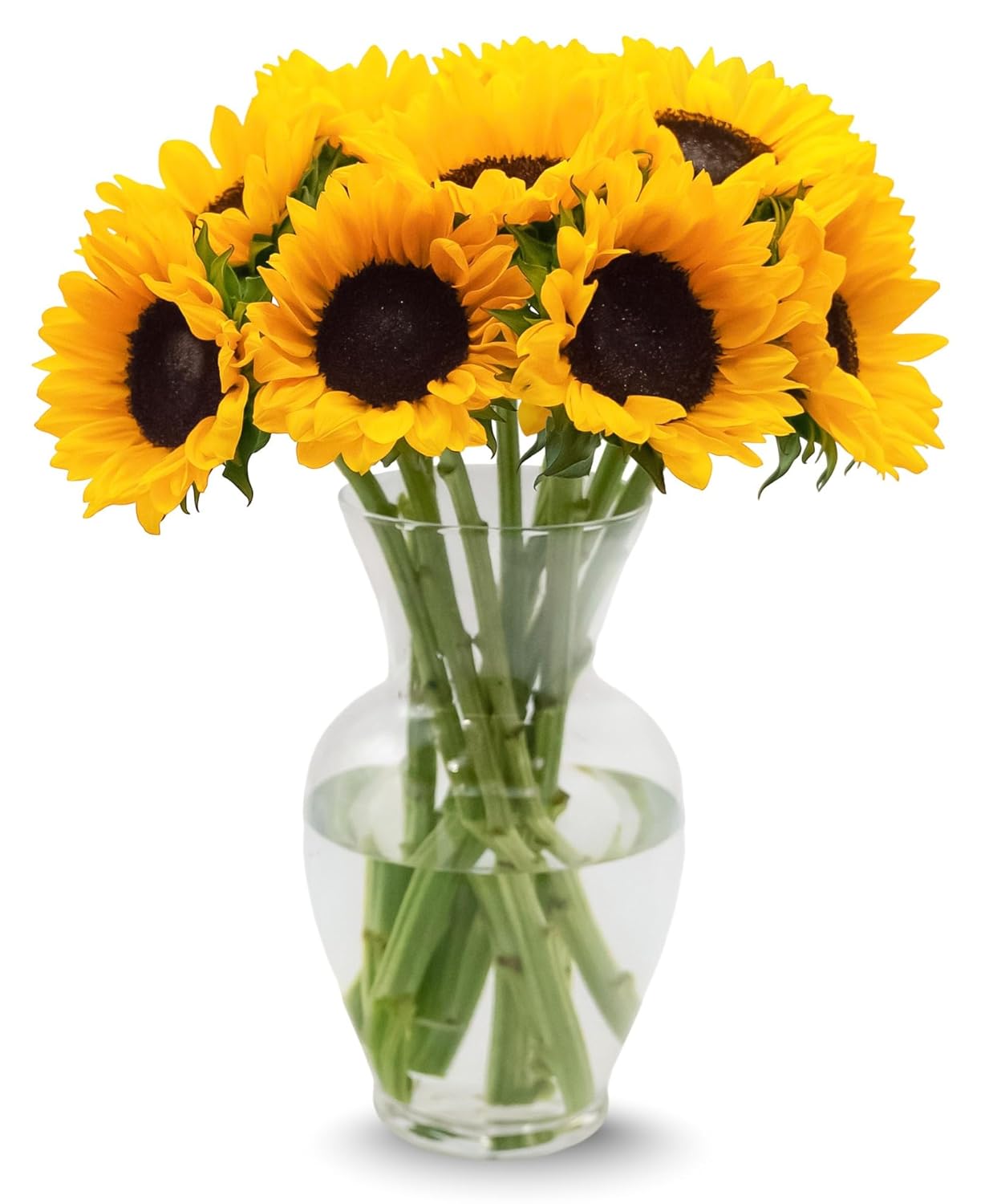 Stargazer Barn – 10 Stem Sunflower Bouquet – Mother’s Day Flowers for Mom – Fresh Flower Delivery, Farm Fresh, Hand-Tied in USA, Ready to Gift – No Vase Included