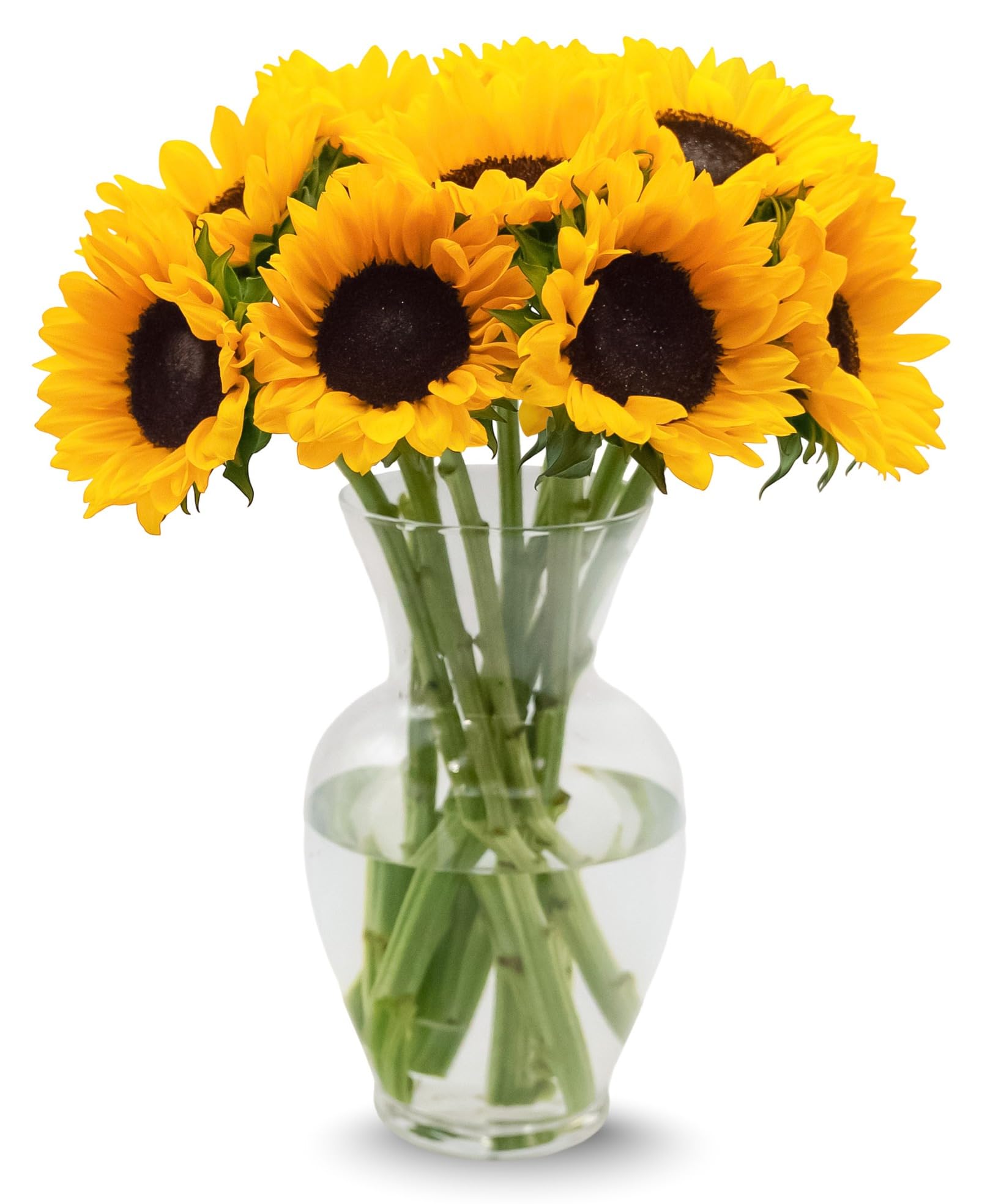 Stargazer Barn - 10 Stem Sunflowers (Vase Not Included) - Next Day Fresh Flower Delivery - Gift for Anniversary, Birthday, Congratulations, Get Well, Graduation, Sympathy, Easter