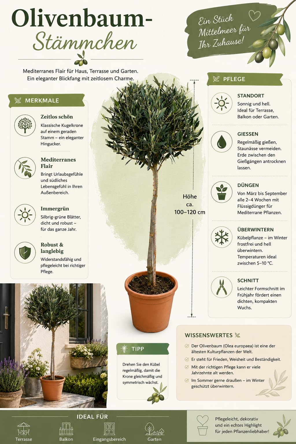 Olivenbaum-Stämmchen 100-120 cm – Mediterraner Olivenbaum für Garten, Balkon & Terrasse – Winterhart, Immergrün & Pflegeleicht