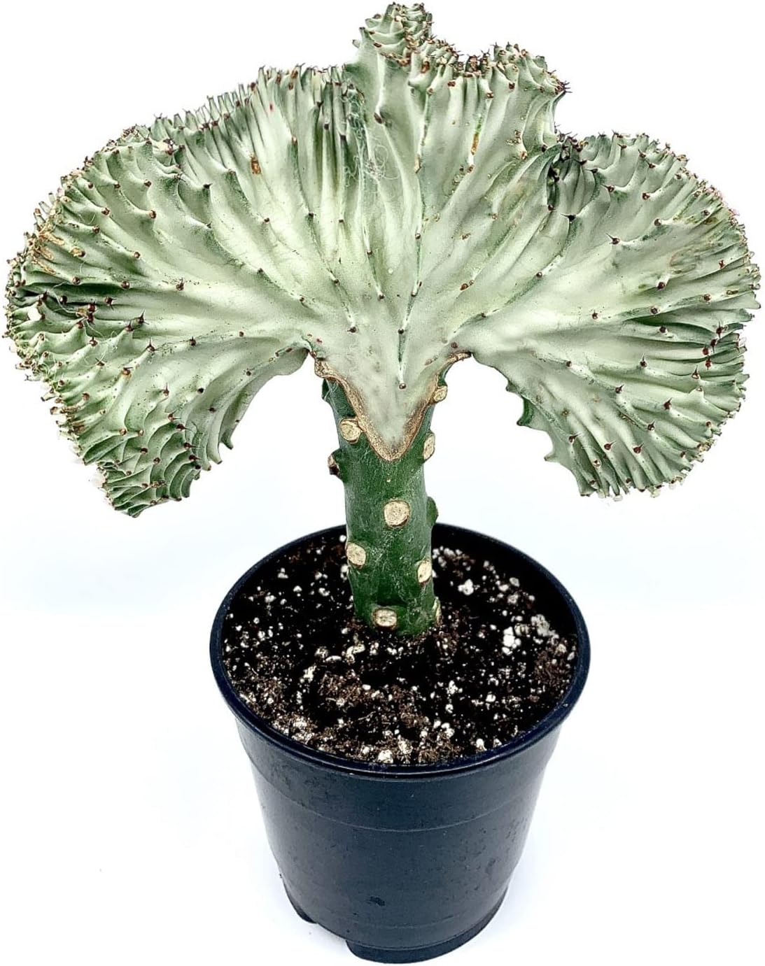 6" Green Coral Cactus Crested Euphorbia Lacteal f. Cristata, Grafted Live Plant Large, Drought Tolerant. Easy to Grow.