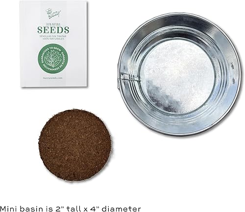 Miniatura 9 de Buzzy Kit de árbol de Navidad de abeto de semillas para cultivar, completo con una mini maceta galvanizada, semillas sin OMG y medio de cultivo