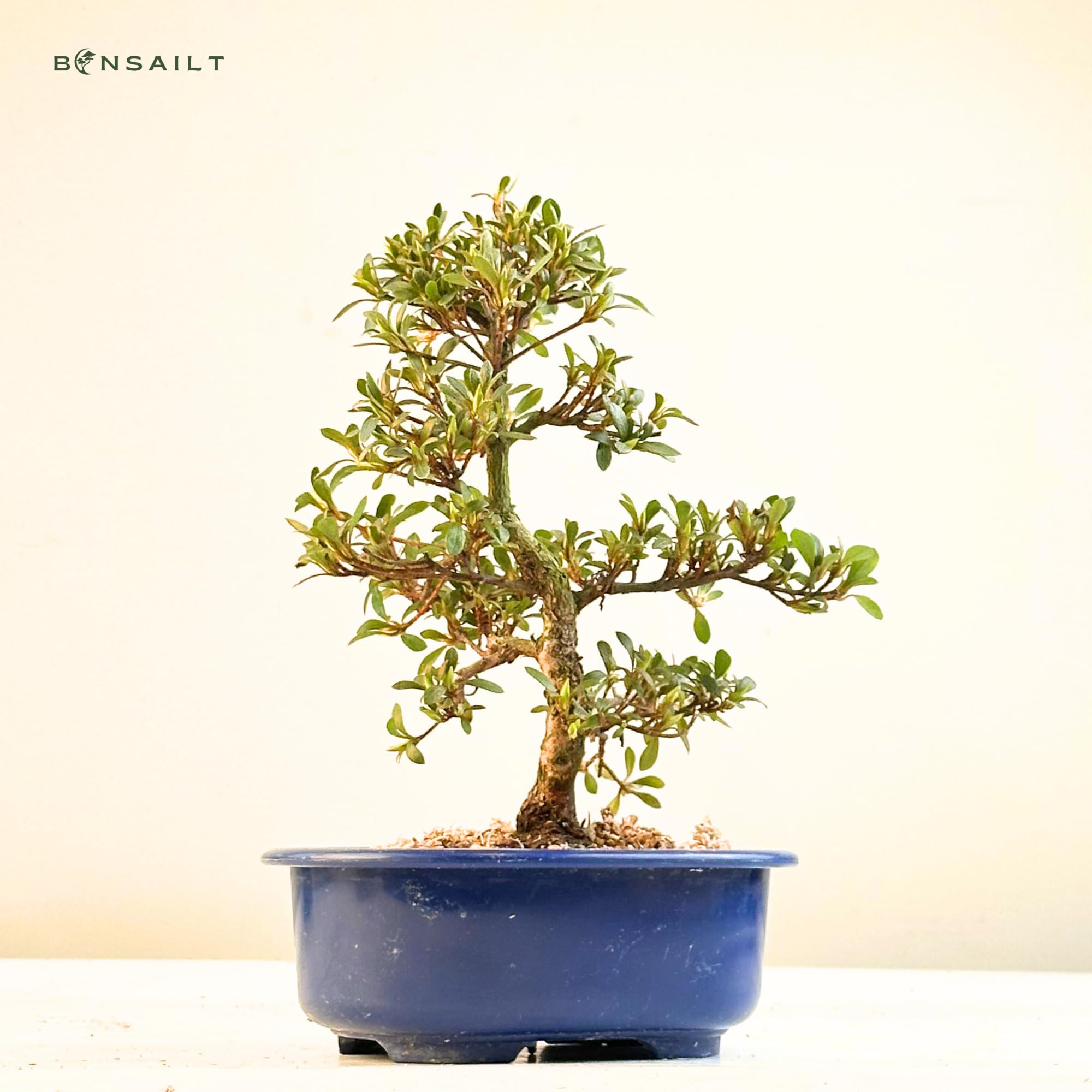 Satsuki Azalee Bonsai – 1x Japanischer Outdoor Bonsai Baum – Perfekter Anfänger- Winterhart – 18 cm Topf – Pflegeleichter Blütenbonsai – Blüht in Wunderschönen Farben