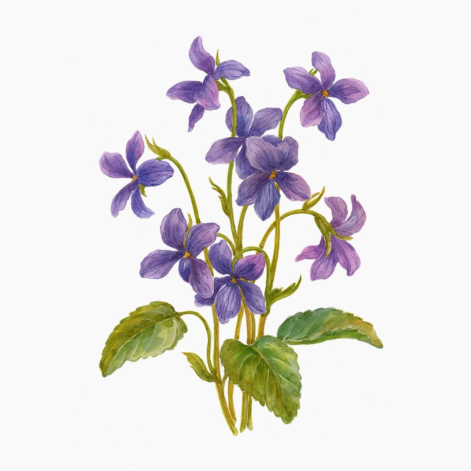 CafePress Purple Violets Notecards (Set Of 20) 4.25" x 5.5" Notecards 10 Pack