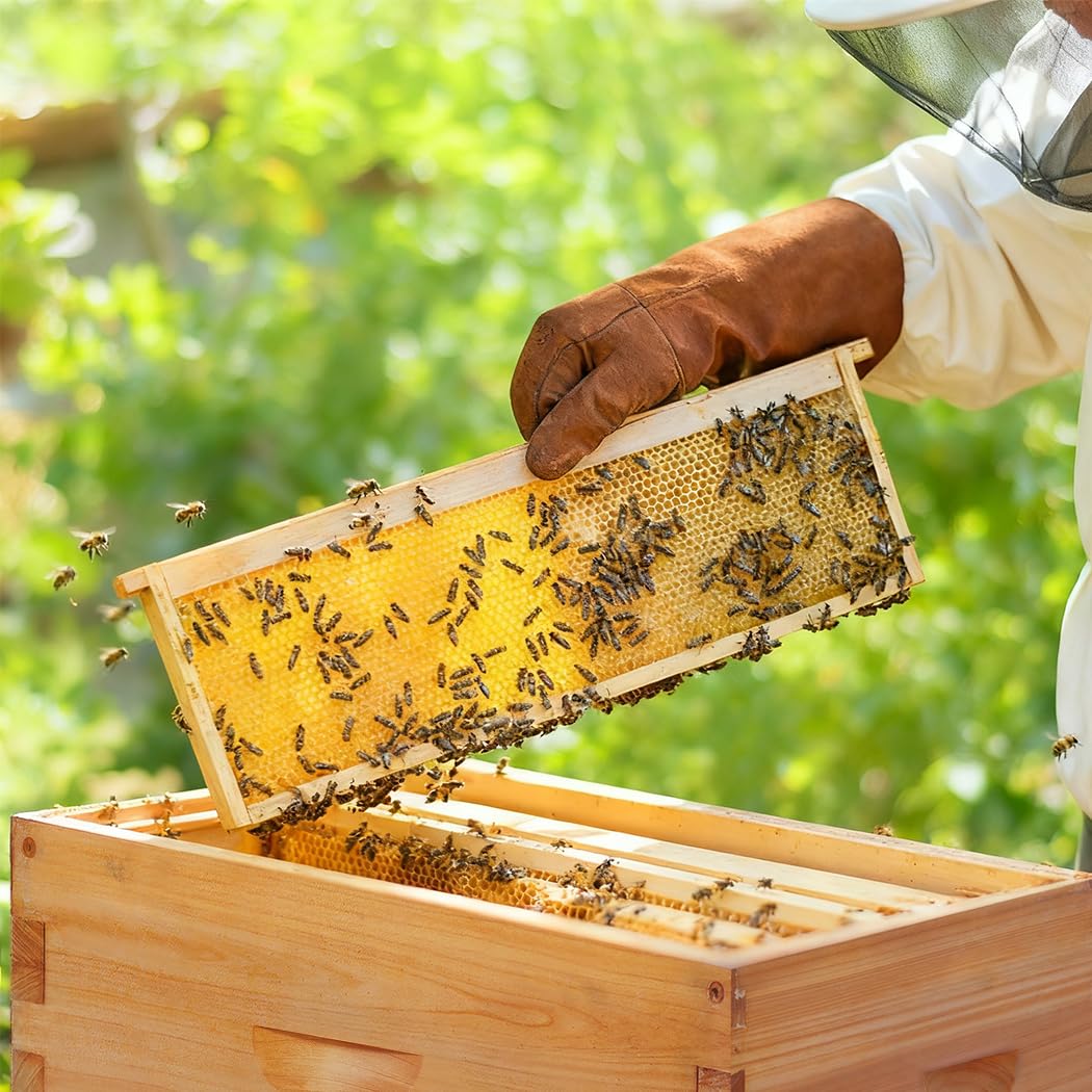 Honey Lake Kit de Marcos y fundiciones de Colmena medianos, Paquete de 10 Marcos de Madera y Bases de plástico sumergidas en Cera de Abeja Natural para Apicultura