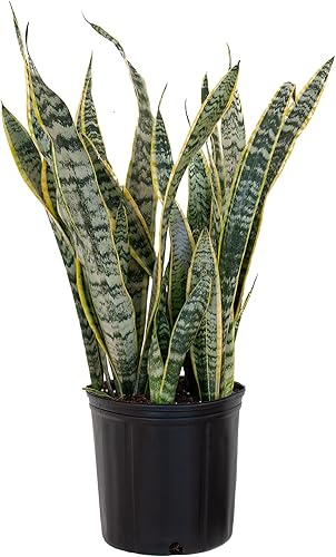 Sansevieria Live Indoor Snake Planta