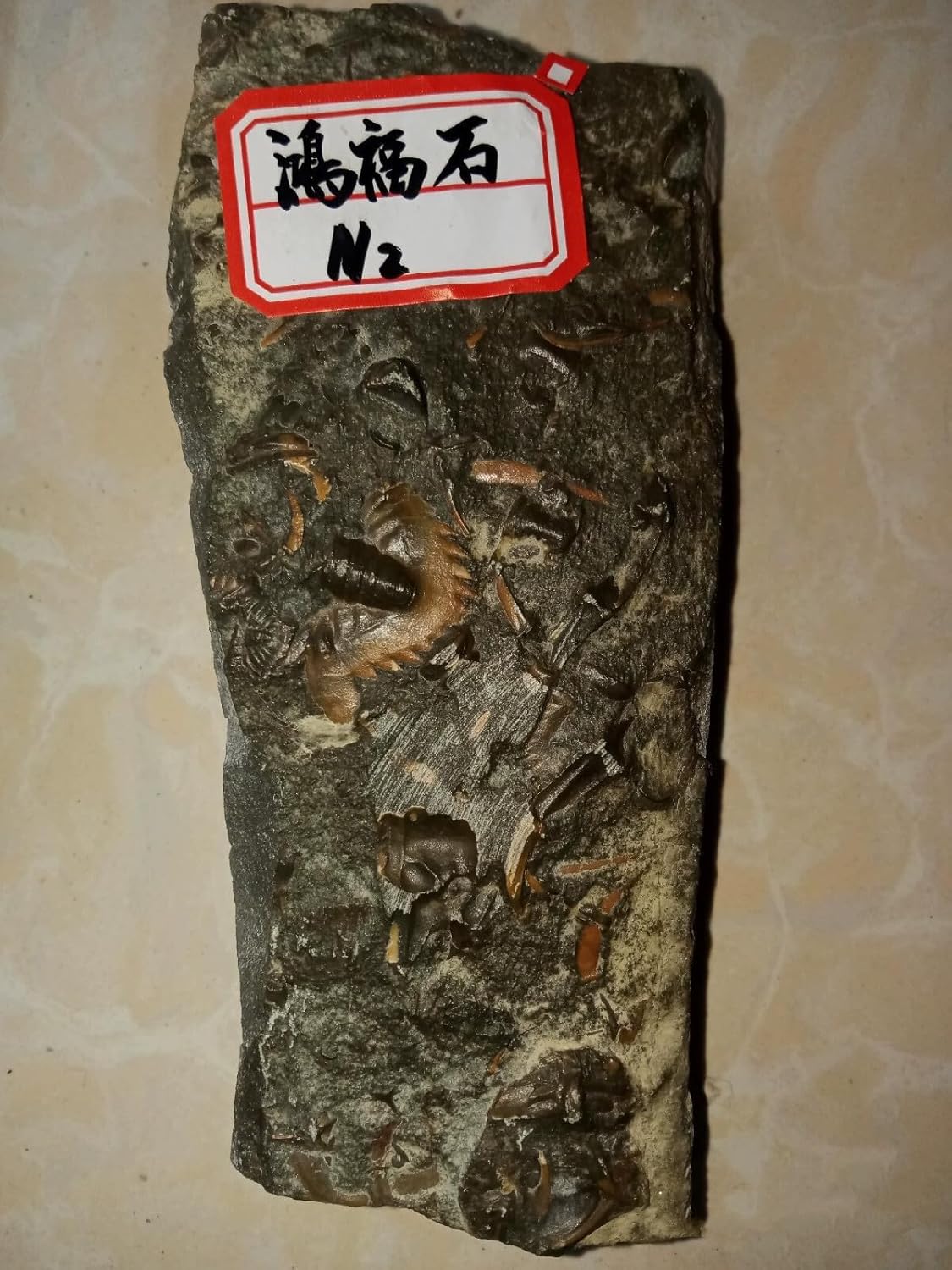 Cambrian Swallow Trilobites Fossils from ShanDong Ice Age