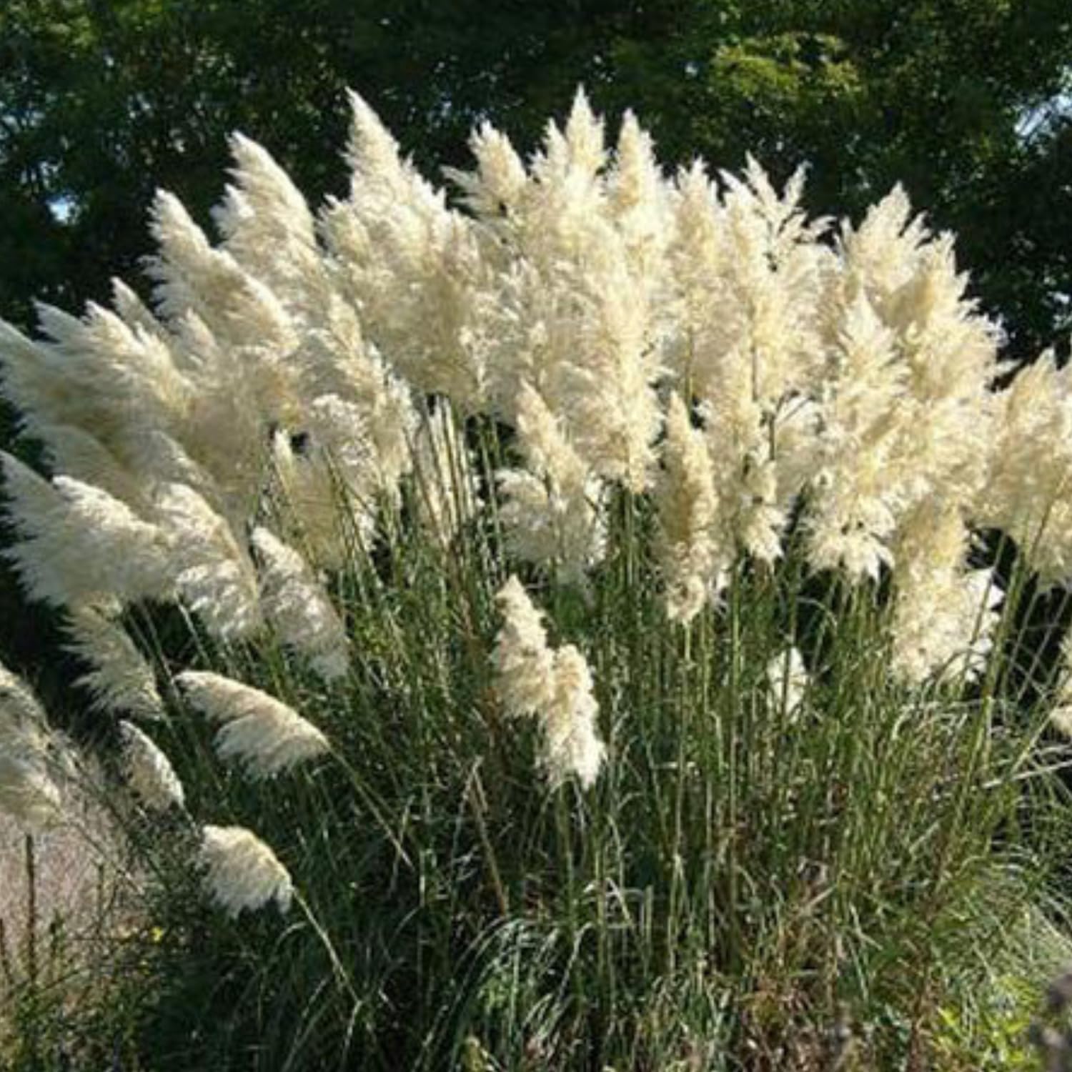 Pack 3 White Pampas Grass Plants Live Clumps, 5-9 Inch Tall, Ornamental Grasses Live Plants Perennial
