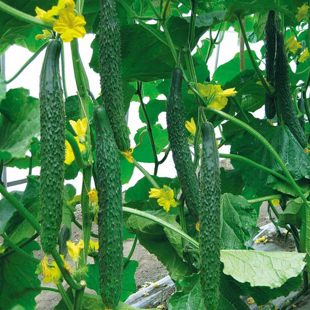 VibeX Green Sweet Cucumber Seeds（Cucumis sativus）-250 Seeds (B0BBGX4DHF) Amazon Price History, Amazon Price Tracker
