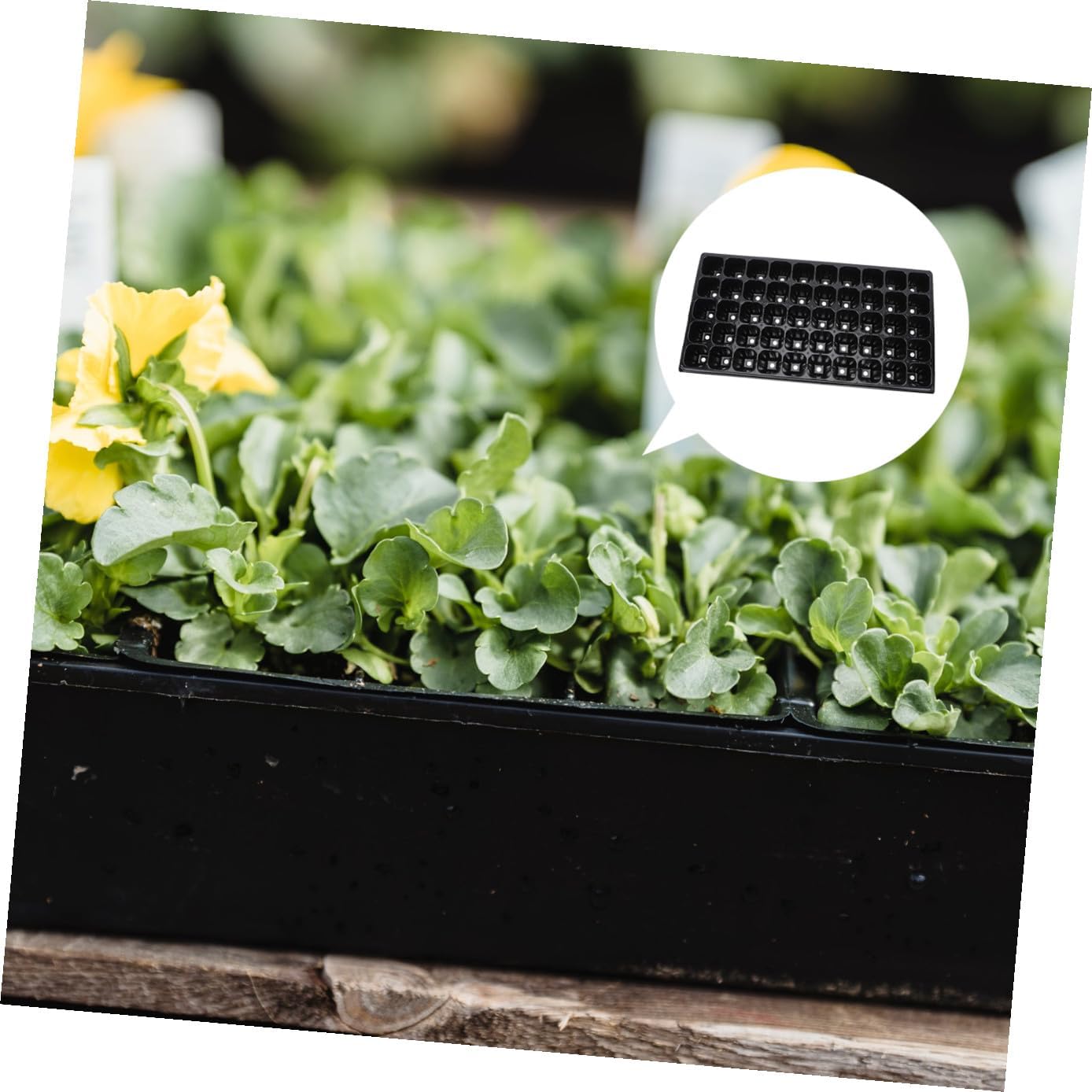 Uonlytech 10pcs Thickened Germination Trays Plant Starter Seedling Nursery Pots 50-Cell Vegetable Growing Containers for Greenhouse and Garden Planting