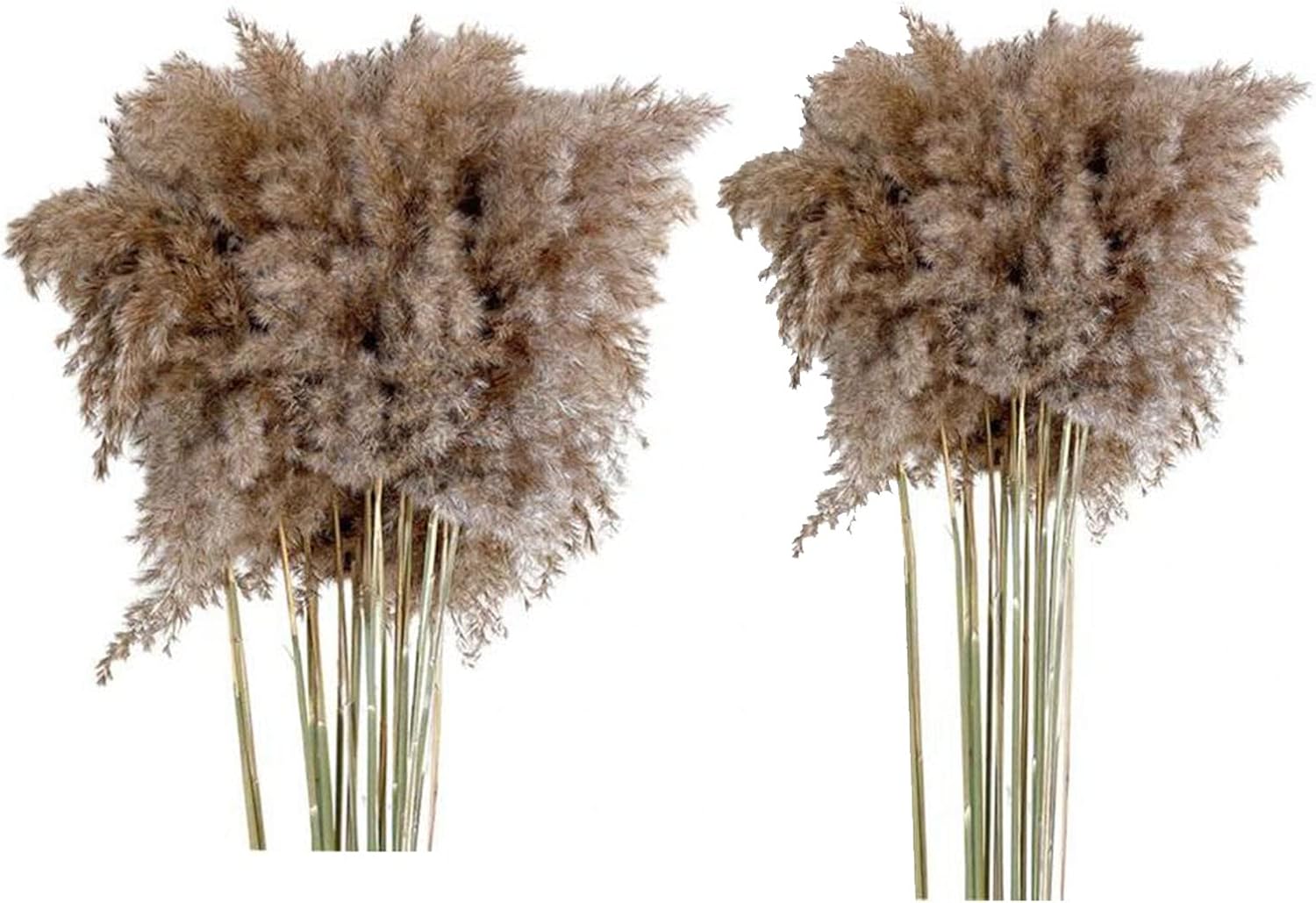 Bhuuno 倍自然乾燥パンパス草リードフラワーホームデコレーション写真小道具 海外並行輸入正規品