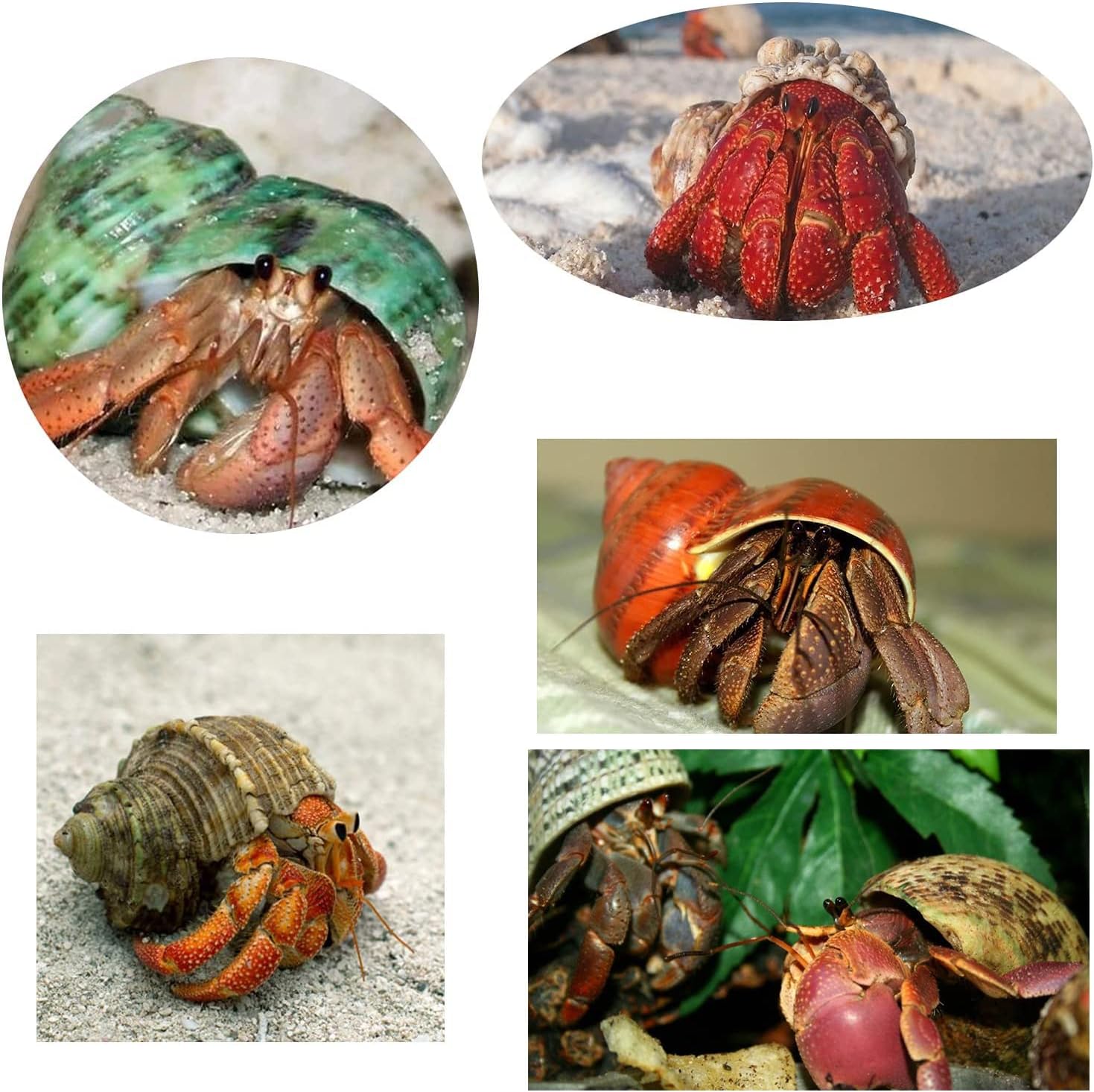 Lxiyu Hermit Crab Shell 18PCS Large, Medium and Small Natural Growth Turbine Shell 0.6-1.6 Inch Various Openning Size, Used for Hermit Crab Species Aquarium Home Decoration