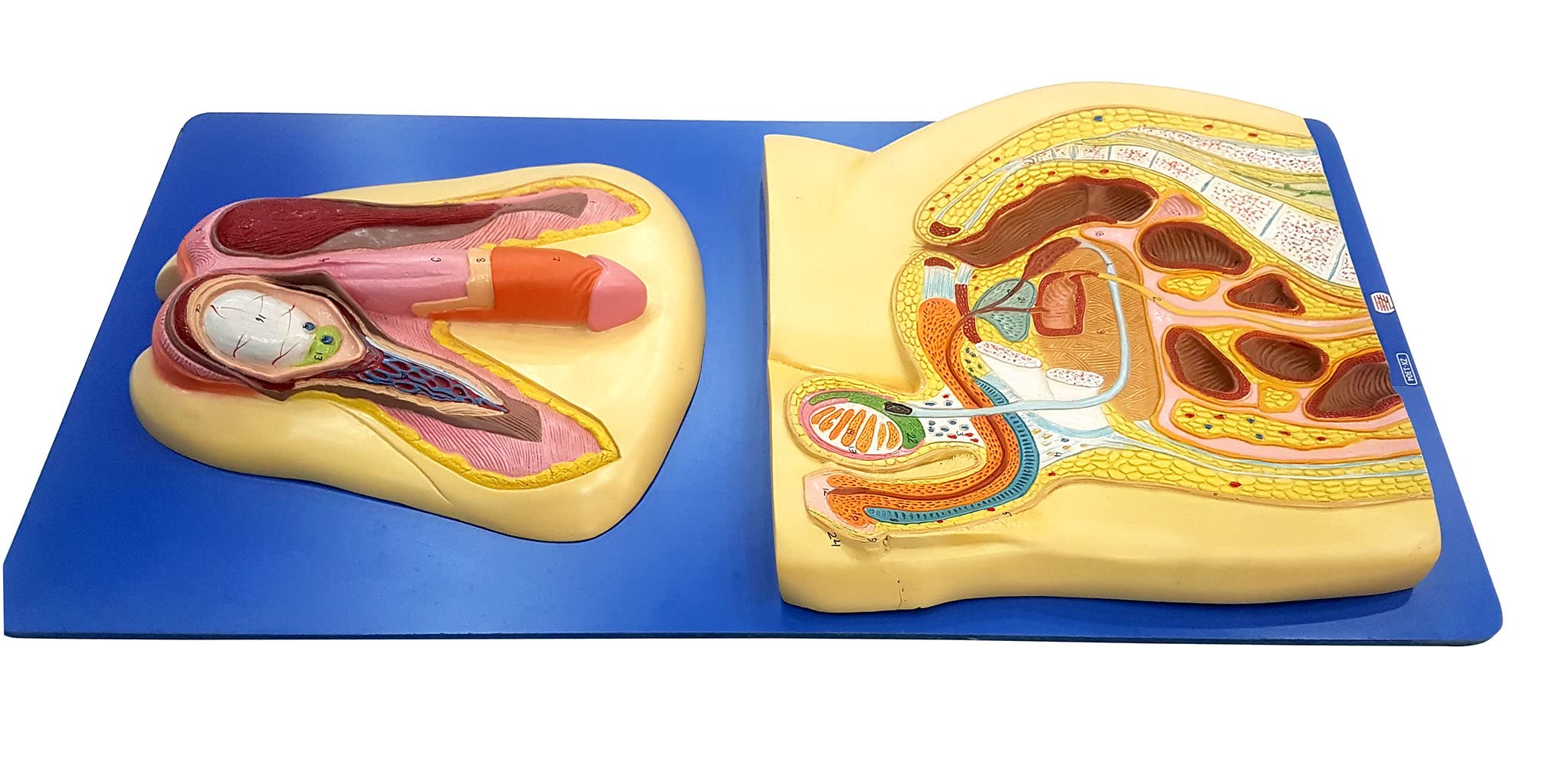 ANATOMY　MALE 　人体模型 Anatomy Tools AnatomyTools