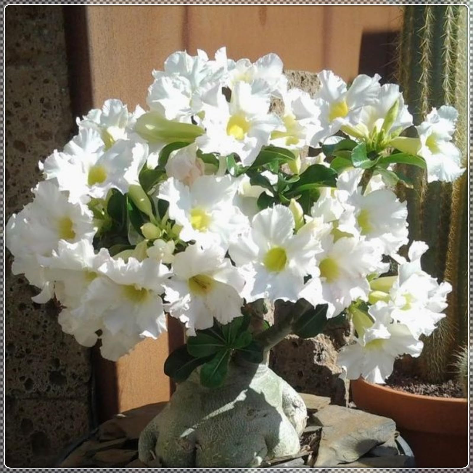 Magnificent Desert Rose Bulbs in Bulk: Hardy Perennial Desert Rose Bushes for Garden Ready to Plant Garden Displays-4 Bulbs-A