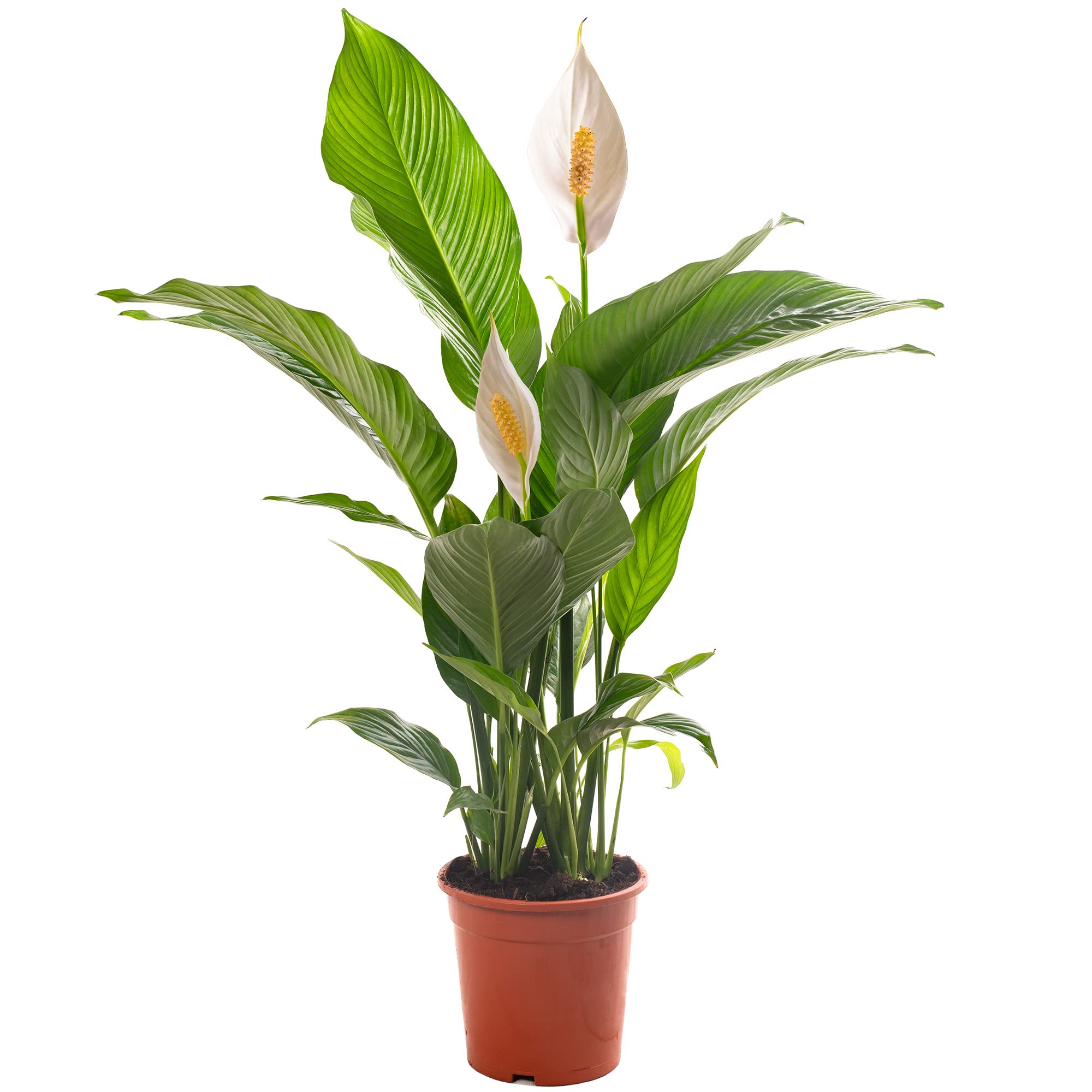 Spathiphyllum Peace Lily Large Indoor House Plant Purify The Air in Your Home (80-90cm (Incl. Pot))