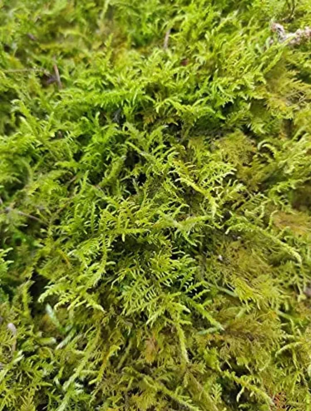 Pine Hills Green Moss, Moss Grass, Live Moss For Fairy Tale Garden, Mini Garden, Terrarium (500 Gm)