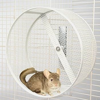 トレッドミルホイール 小動物用 直径36cm 床置き回し車 チンチラ