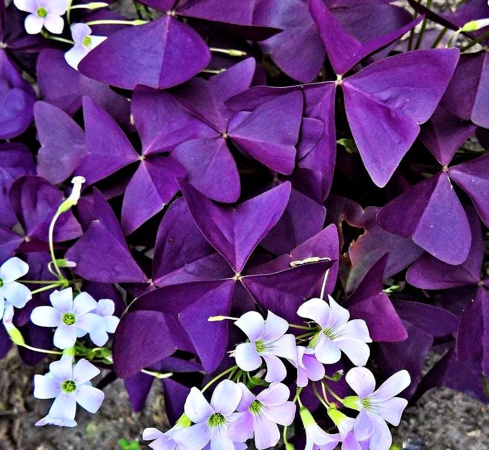 10 Oxalis Triangularis 'Purple Shamrocks'& 10 Iron Cross Oxalis Bulbs Plant Bulbs for Indoor or Outdoor Gardens (15 PCS Purple Shamrocks Bulbs & 15 PCS Iron Cross Oxalis Bulbs)