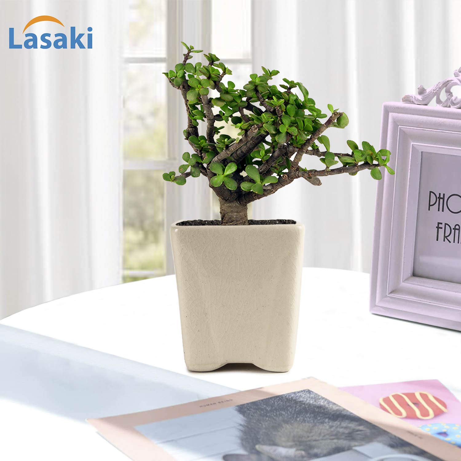 Jade Plant with Ceramic Pot - Good Luck Charm -3