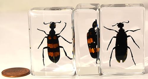 Miniatura 329 de Escarabajo de algodoncillo azul cobalto real de 1.732 in en espécimen de resina de lucita cristalina, insectos, insectos preservados, colección