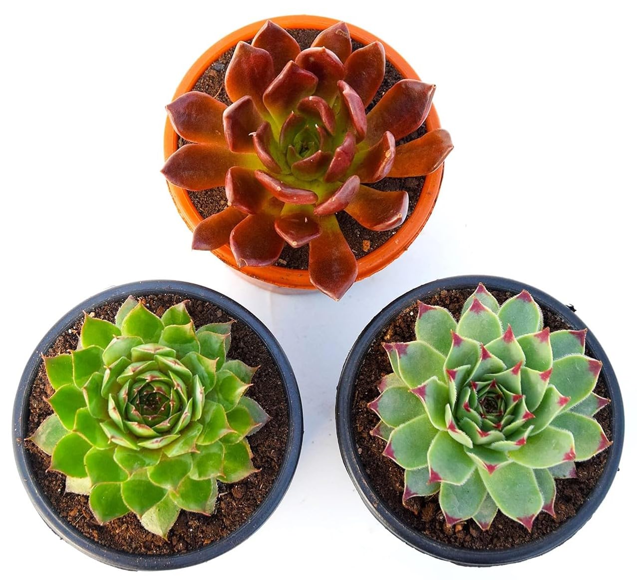 India Gardening succulent plant set of 3 Vishnu Kamal, Green Wheel Laxmi Kamal, Red Tip Laxmi Kamal (B0BC473S45) Amazon Price History, Amazon Price Tracker