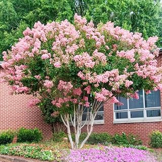 Potomac Crape Myrtle: Tall Elegance with Delicate Light Pink Blooms for Your Landscape, Fast Growing with Upright Growth Pattern, Matures 16ft+ Tall & 10ft+ Wide, Ships 2-4ft Tall in Pot w/Soil