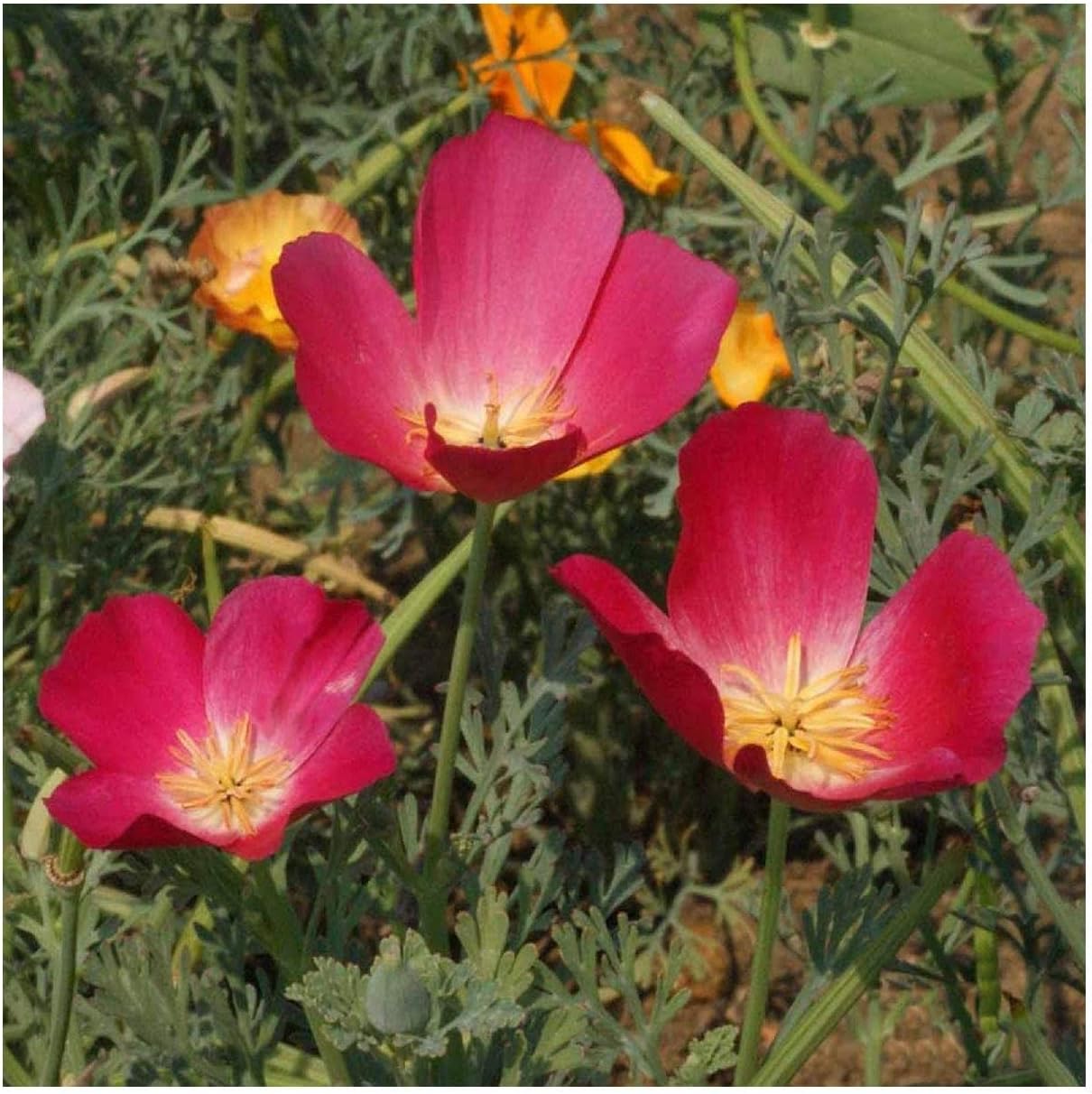 Everwilde Farms - 1 Lb Carmine King California Poppy Wildflower Seeds - Gold Vault