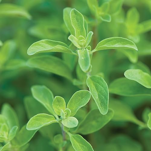 Miniatura 3 de Burpee Semillas de mejorana dulce - Hierba culinaria delicadamente aromática